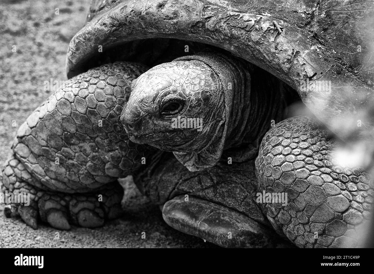 Photo Shporonosnaya turtle (Latin Geochelone sulcata) Stock Photo