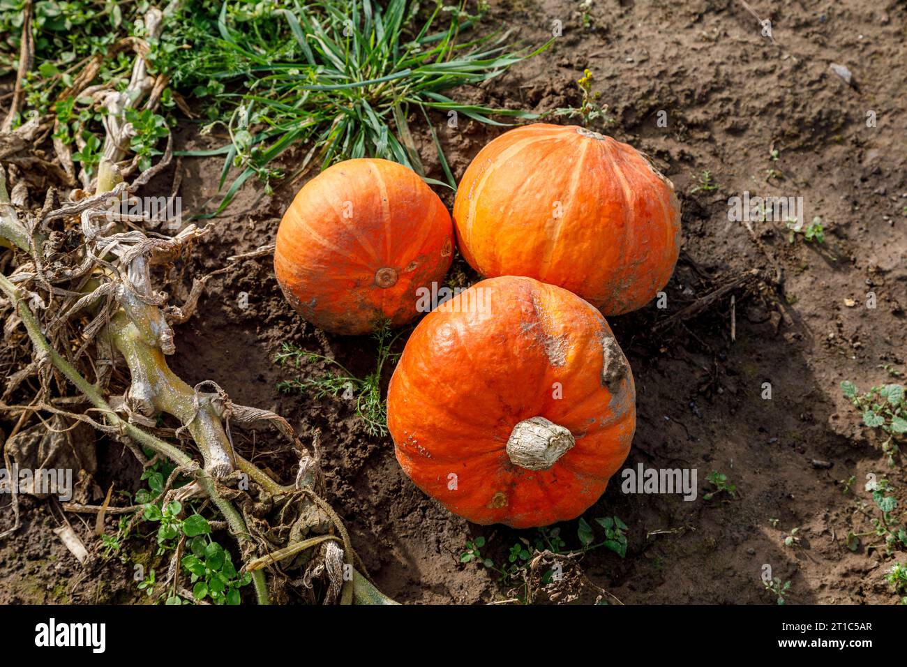 zentner-hi-res-stock-photography-and-images-alamy