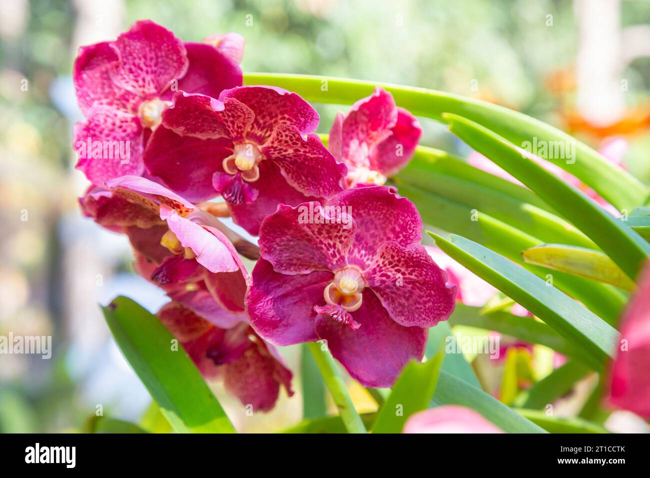 Beautiful vanda orchid flower photographed in the garden. Stock Photo