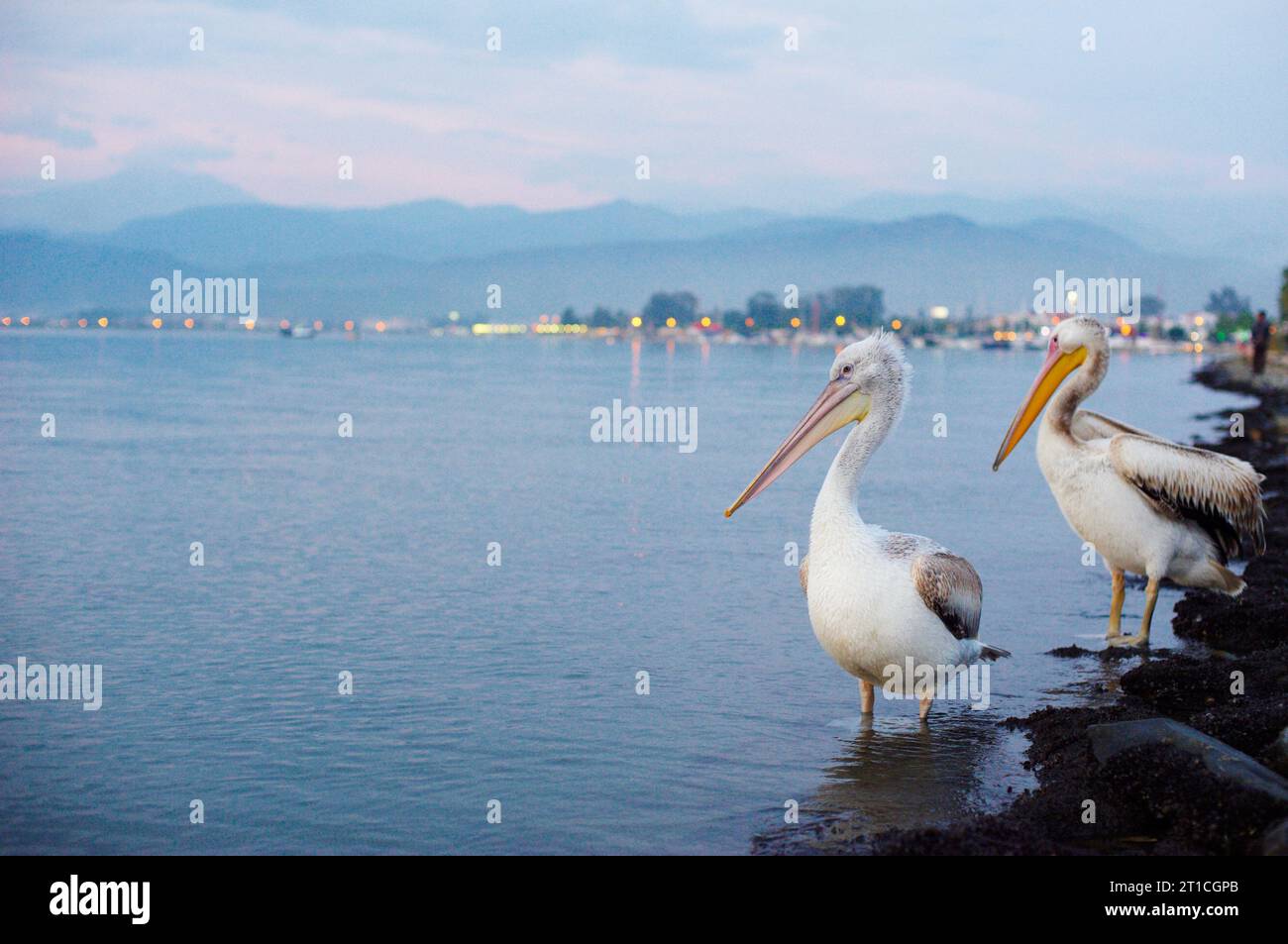 Two Pelicans on the city waterfront. Fethiye, Turkey Stock Photo - Alamy