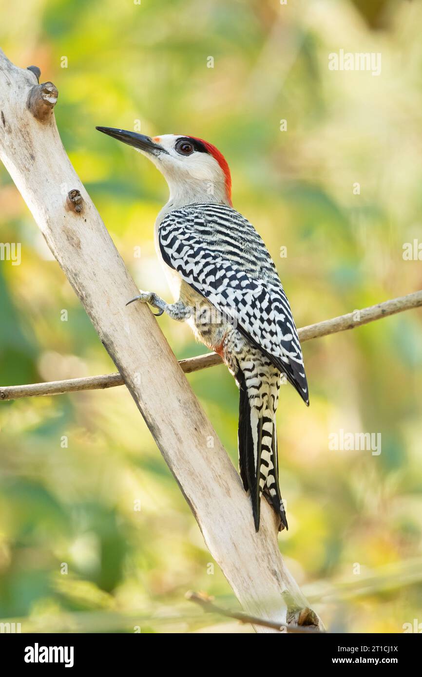 West Indian woodpecker (Melanerpes superciliaris) is a species of bird in subfamily Picinae of the woodpecker family Picidae. Stock Photo