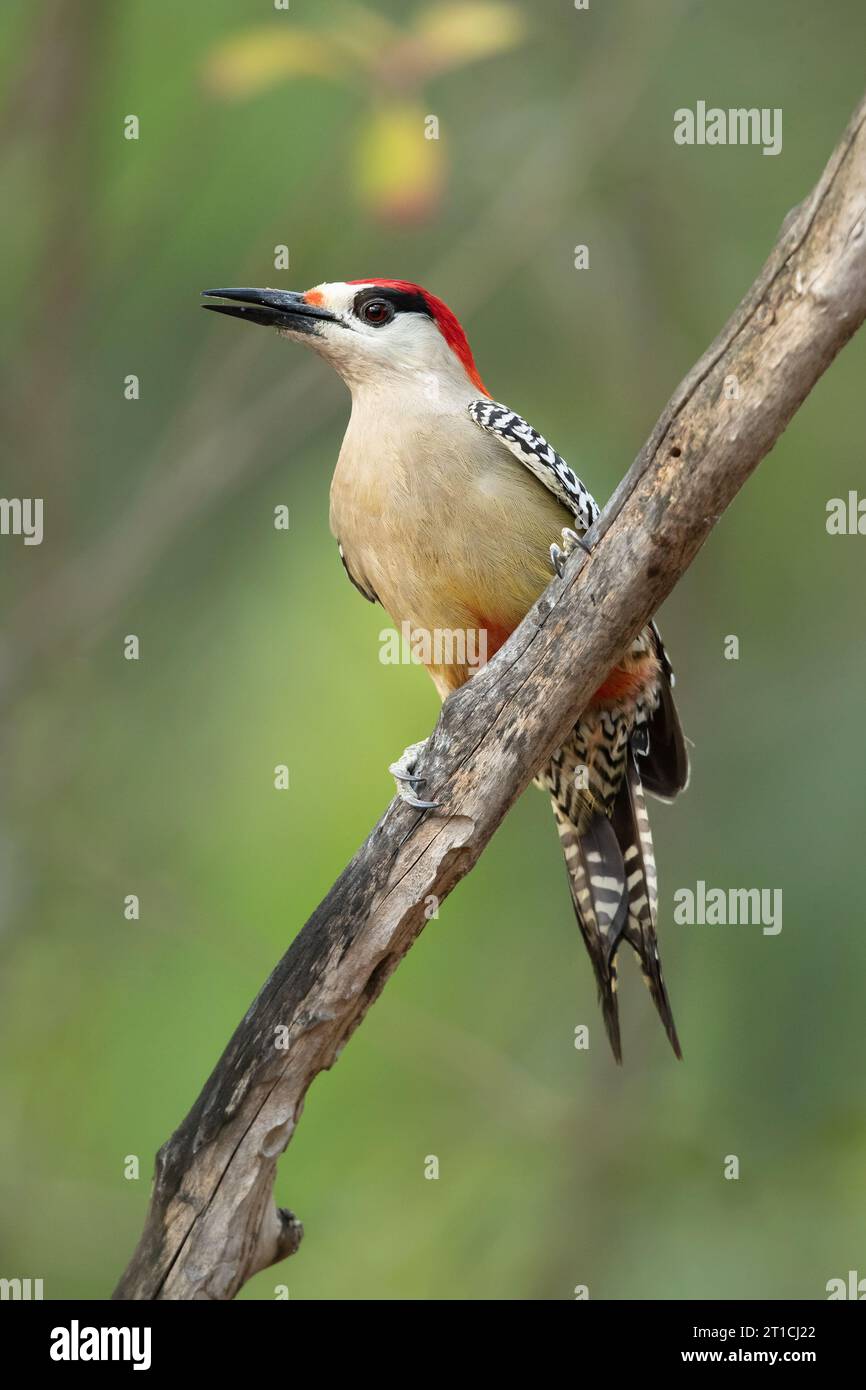 West Indian woodpecker (Melanerpes superciliaris) is a species of bird in subfamily Picinae of the woodpecker family Picidae. Stock Photo