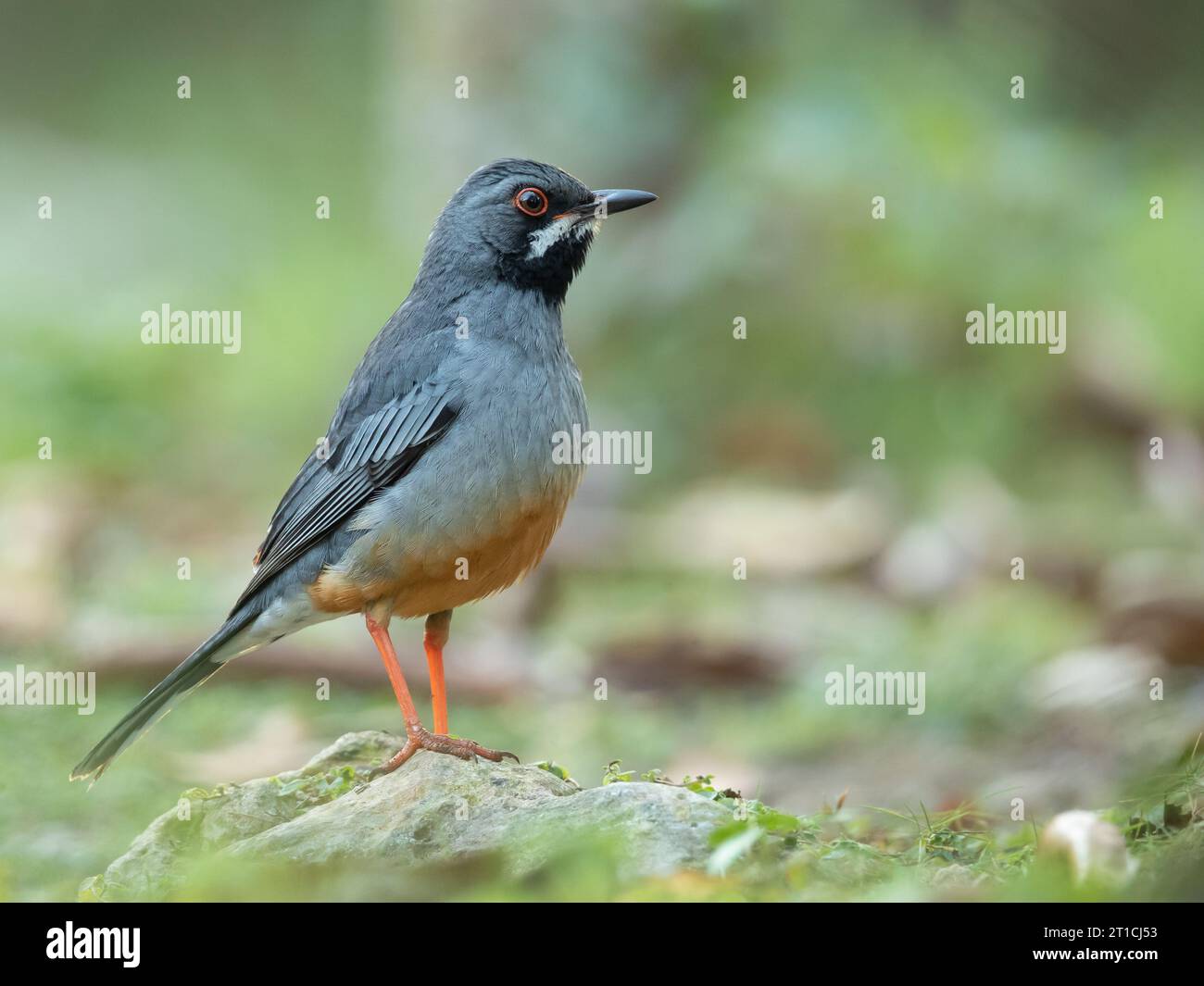 The red-legged thrush (Turdus plumbeus) is a species of bird in the family Turdidae. Stock Photo
