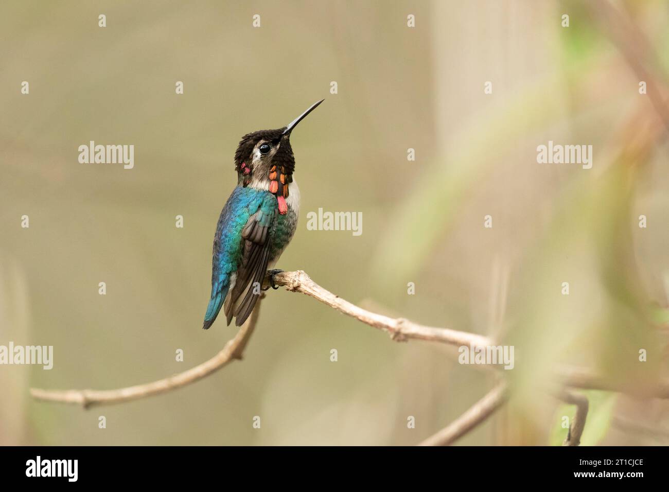 The bee hummingbird, zunzuncito or Helena hummingbird (Mellisuga