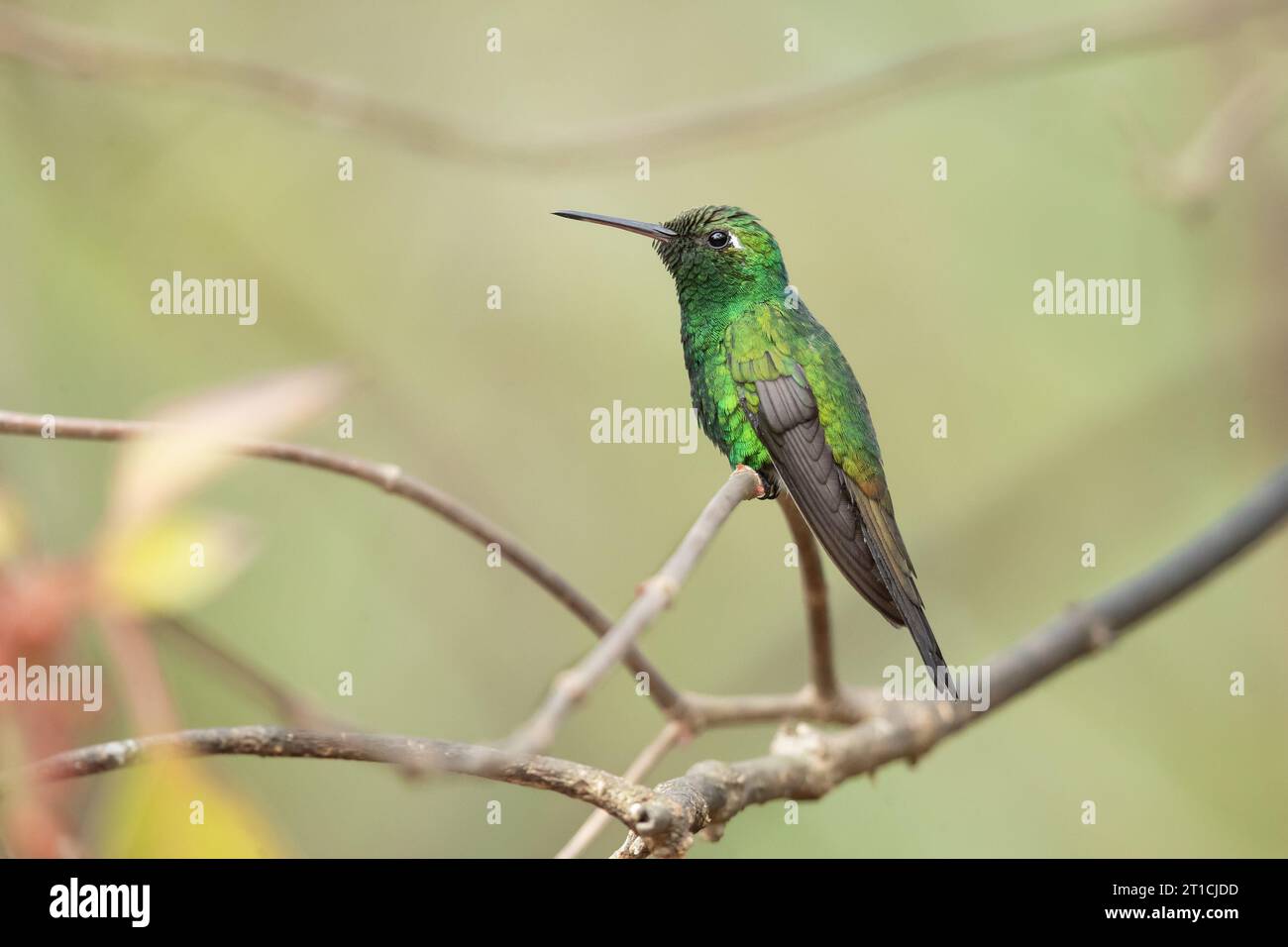 Cuban emerald (Riccordia ricordii) is a species of hummingbird in the 'emeralds', tribe Trochilini of subfamily Trochilinae. It is found in Cuba Stock Photo