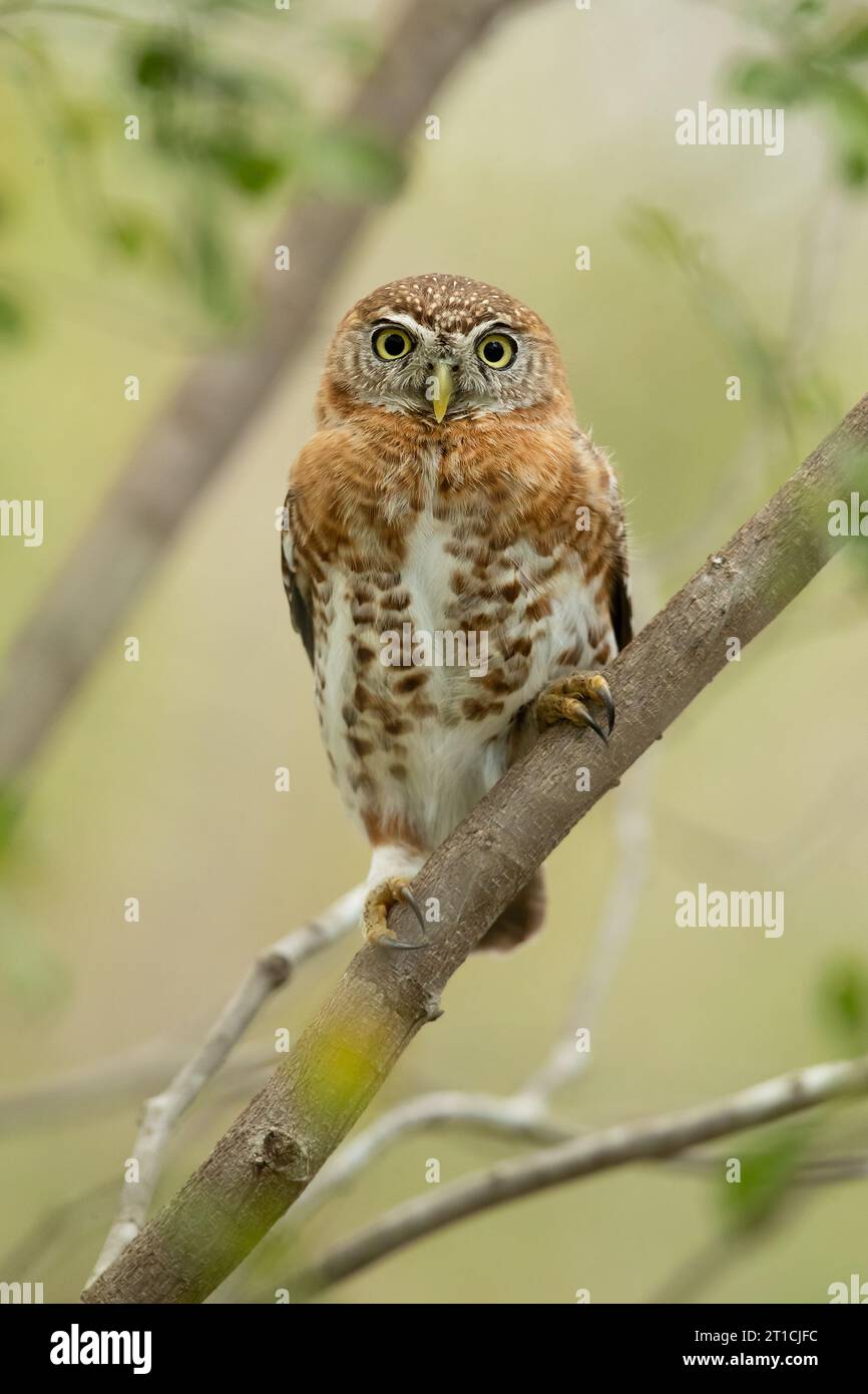 Cuban pygmy owl (Glaucidium siju) is a species of owl in the family Strigidae that is endemic to Cuba. Stock Photo
