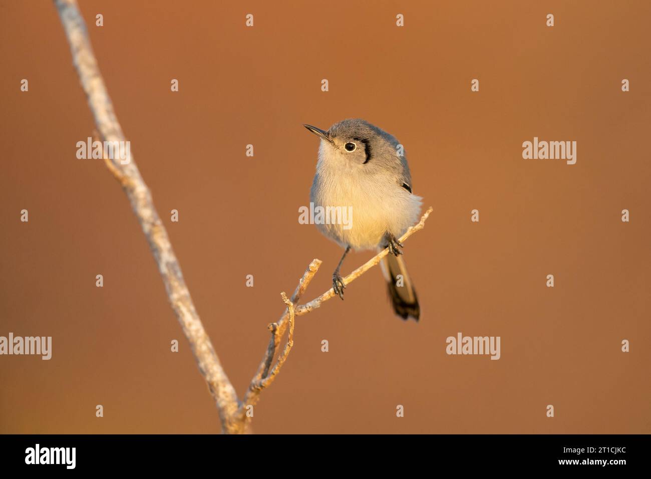 Cuban gnatcatcher (Polioptila lembeyei) is a species of bird in the family Polioptilidae, the gnatcatchers. It is endemic to Cuba Stock Photo