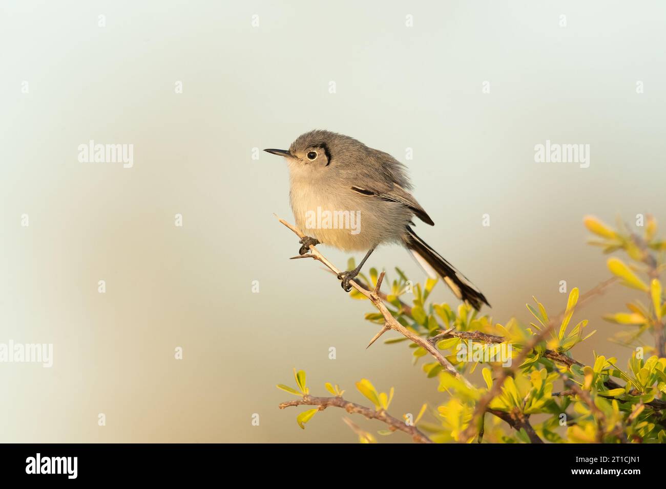 Cuban gnatcatcher (Polioptila lembeyei) is a species of bird in the family Polioptilidae, the gnatcatchers. It is endemic to Cuba Stock Photo