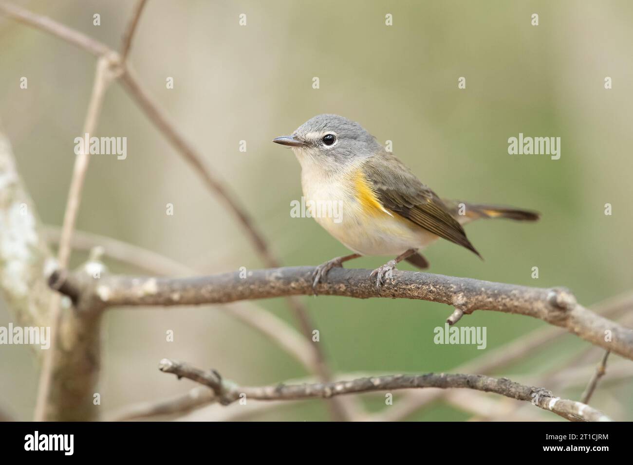 American redstart (Setophaga ruticilla) is a New World warbler. It is unrelated to the Old World Stock Photo