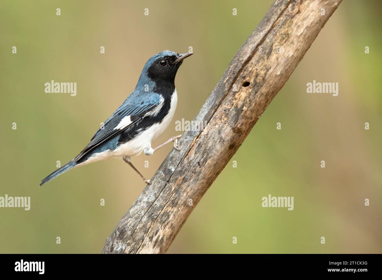 Black-throated blue warbler (Setophaga caerulescens) is a small passerine bird of the New World warbler family. Stock Photo