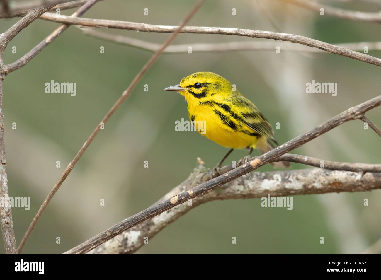 Their breeding habitats are brushy areas and forest edges in eastern