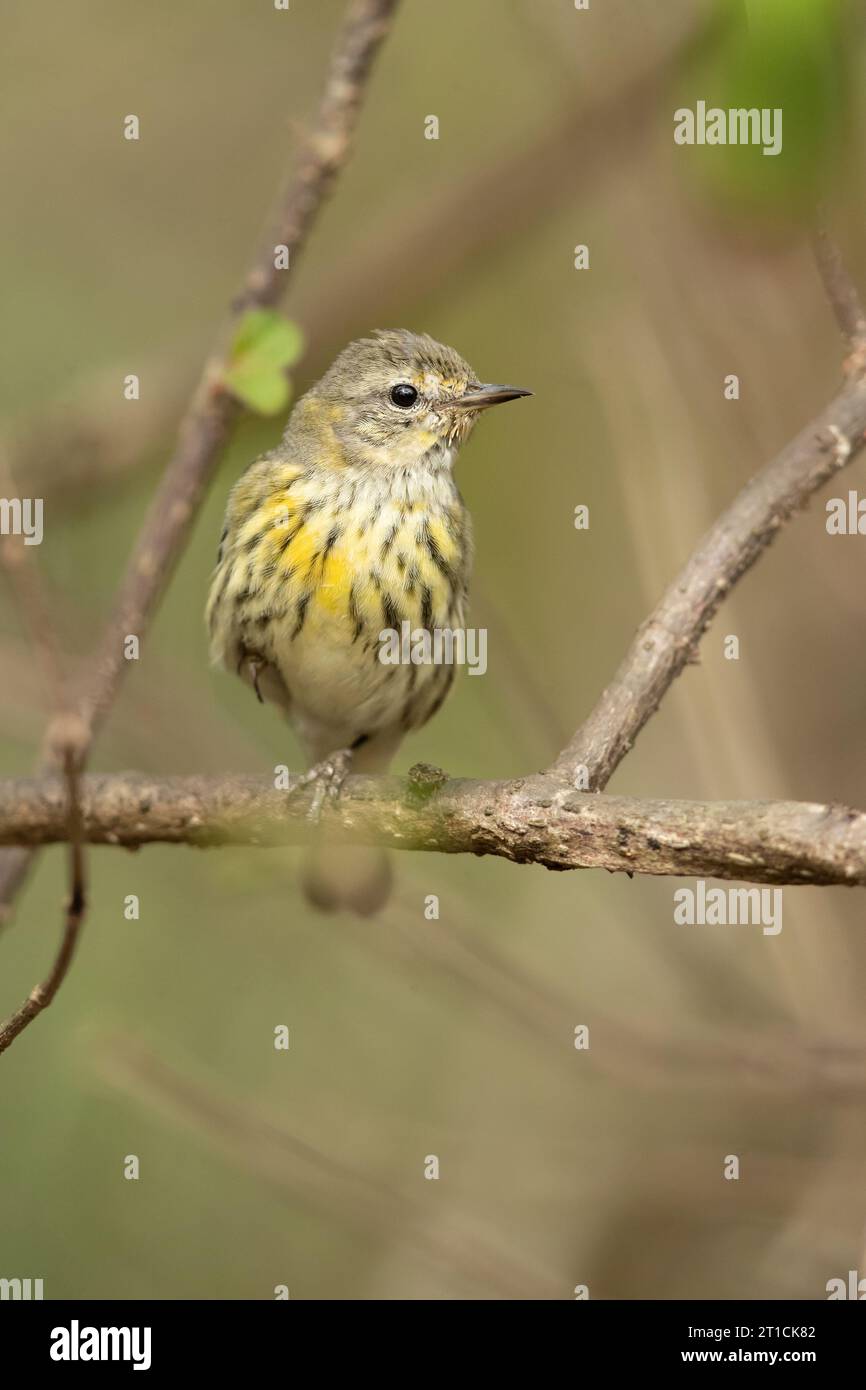 Cape May warbler (Setophaga tigrina) is a species of New World warbler
