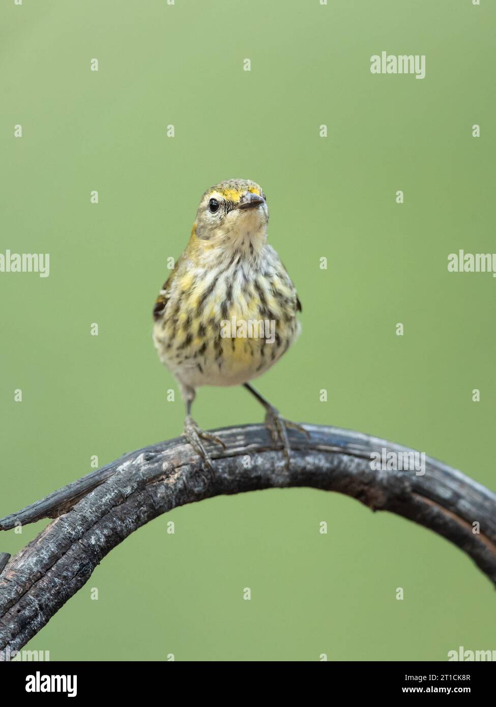 Cape May warbler (Setophaga tigrina) is a species of New World warbler. Stock Photo