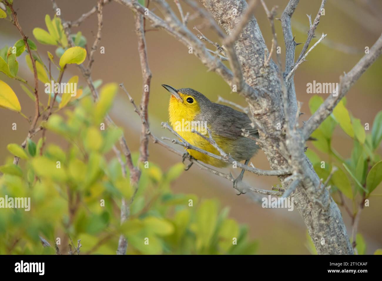 Oriente warbler (Teretistris fornsi) is one of two species of bird in the Cuban warbler family Teretistridae. It is endemic to Cuba Stock Photo