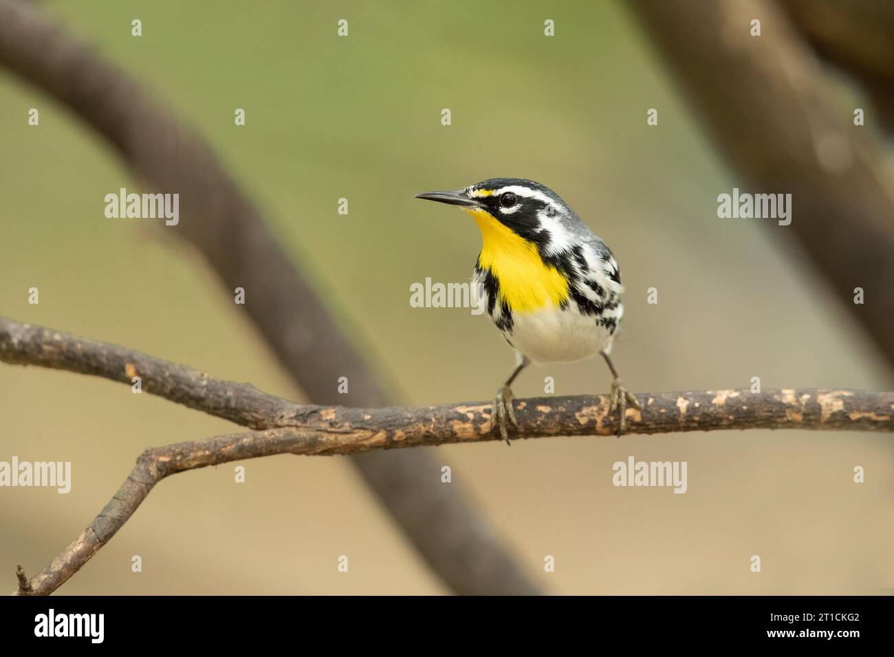 The yellow-throated warbler (Setophaga dominica) is a small migratory songbird species in the New World warbler family (Parulidae) Stock Photo
