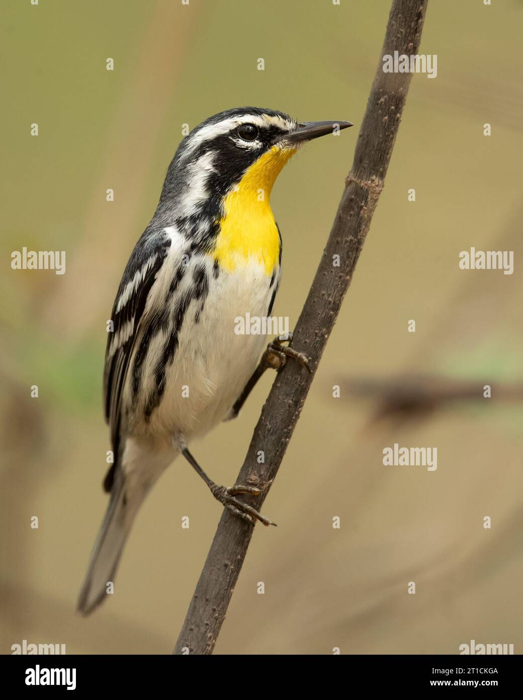 The yellow-throated warbler (Setophaga dominica) is a small migratory songbird species in the New World warbler family (Parulidae) Stock Photo