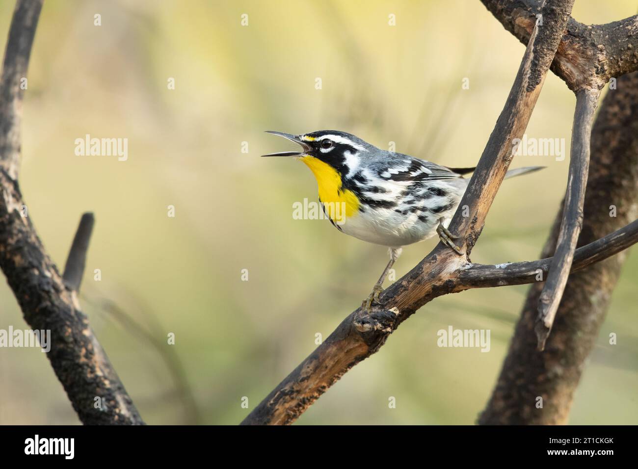 The yellow-throated warbler (Setophaga dominica) is a small migratory songbird species in the New World warbler family (Parulidae) Stock Photo