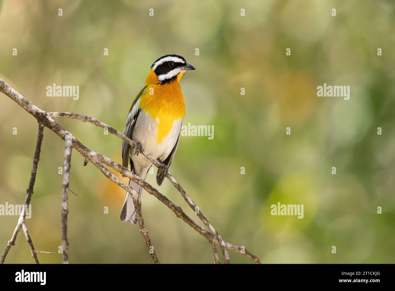 The western spindalis (Spindalis zena) is a songbird species. It was