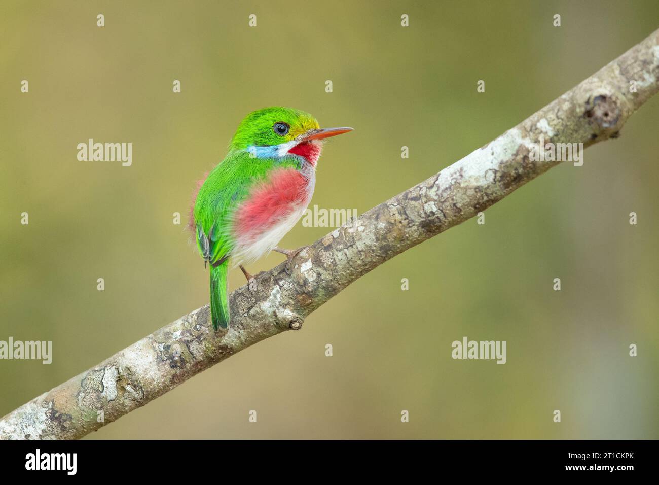 Cuban tody (Todus multicolor) is a bird species in the family Todidae that is restricted to Cuba and the adjacent islands Stock Photo