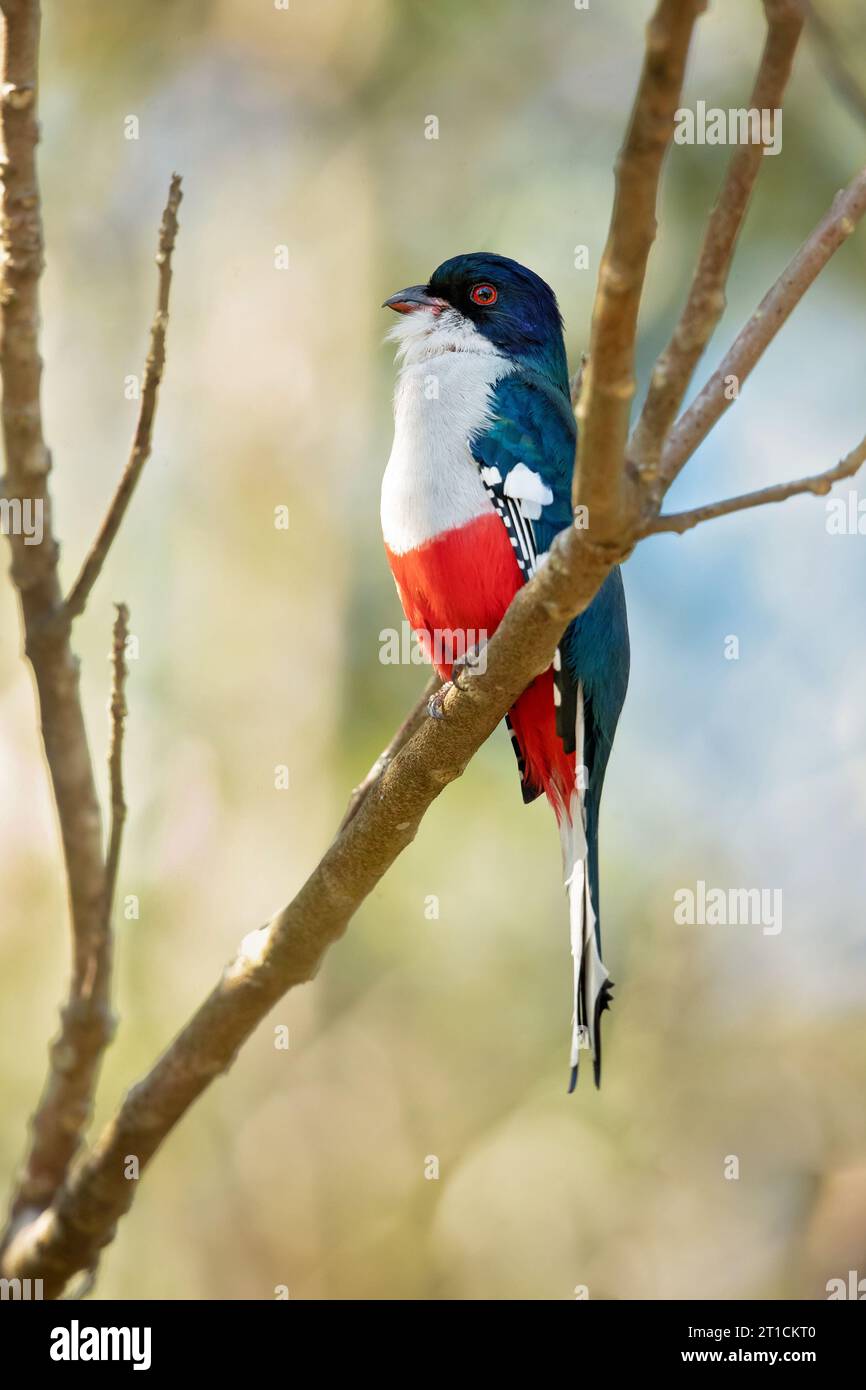 Cuban trogon or tocororo (Priotelus temnurus) is a species of bird in the family Trogonidae. It is endemic to Cuba Stock Photo