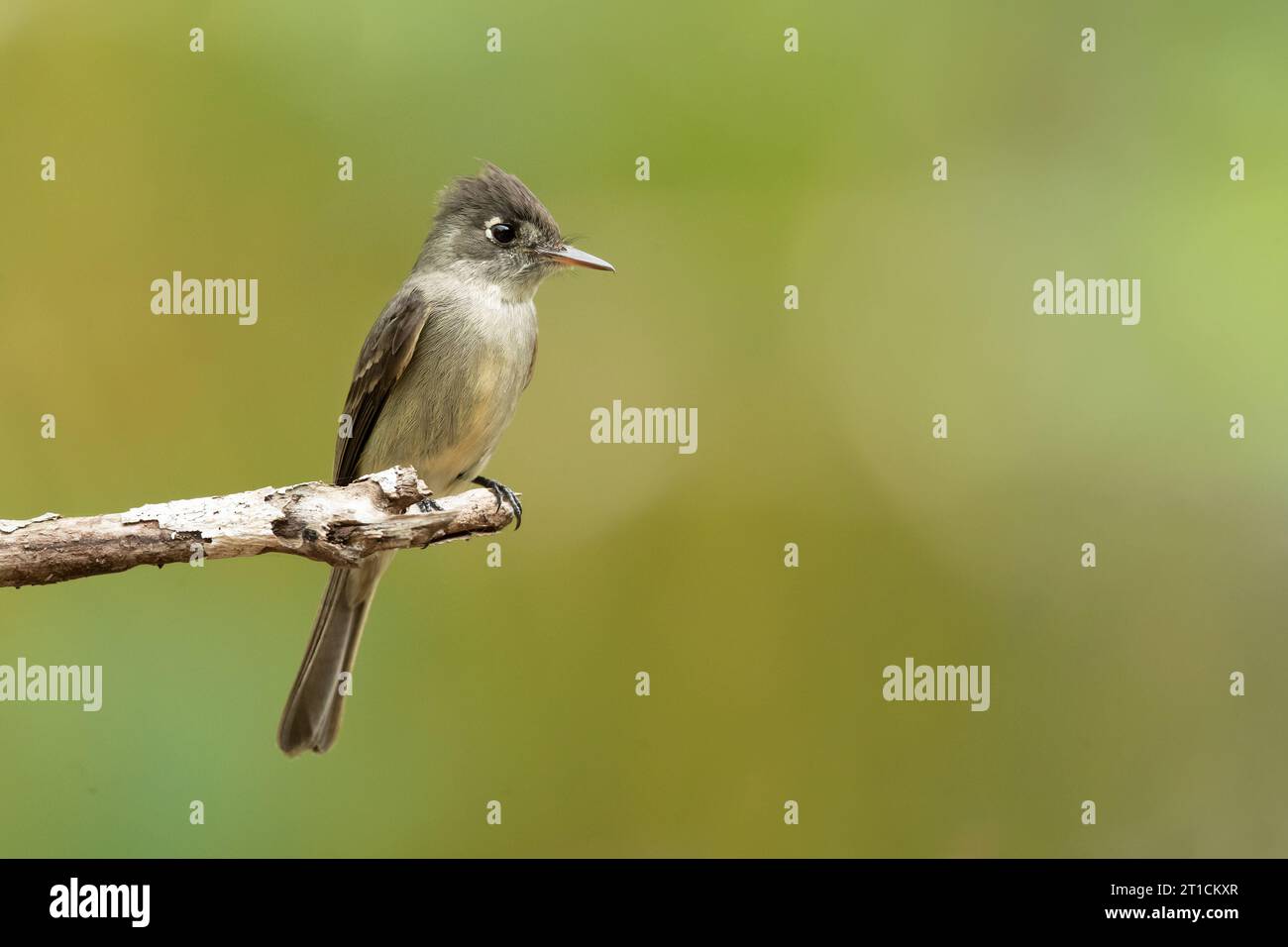 Cuban pewee or crescent-eyed pewee (Contopus caribaeus) is a species of bird in the family Tyrannidae. Stock Photo