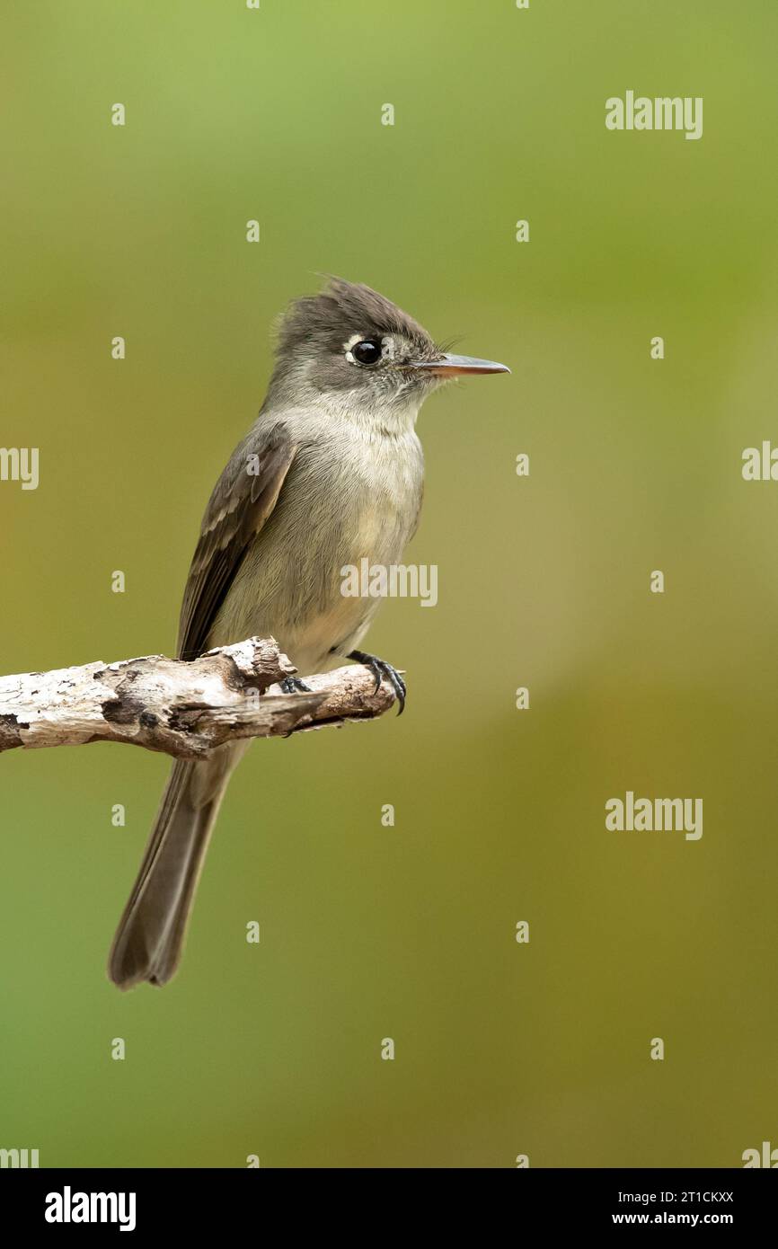 Cuban pewee or crescent-eyed pewee (Contopus caribaeus) is a species of bird in the family Tyrannidae. Stock Photo