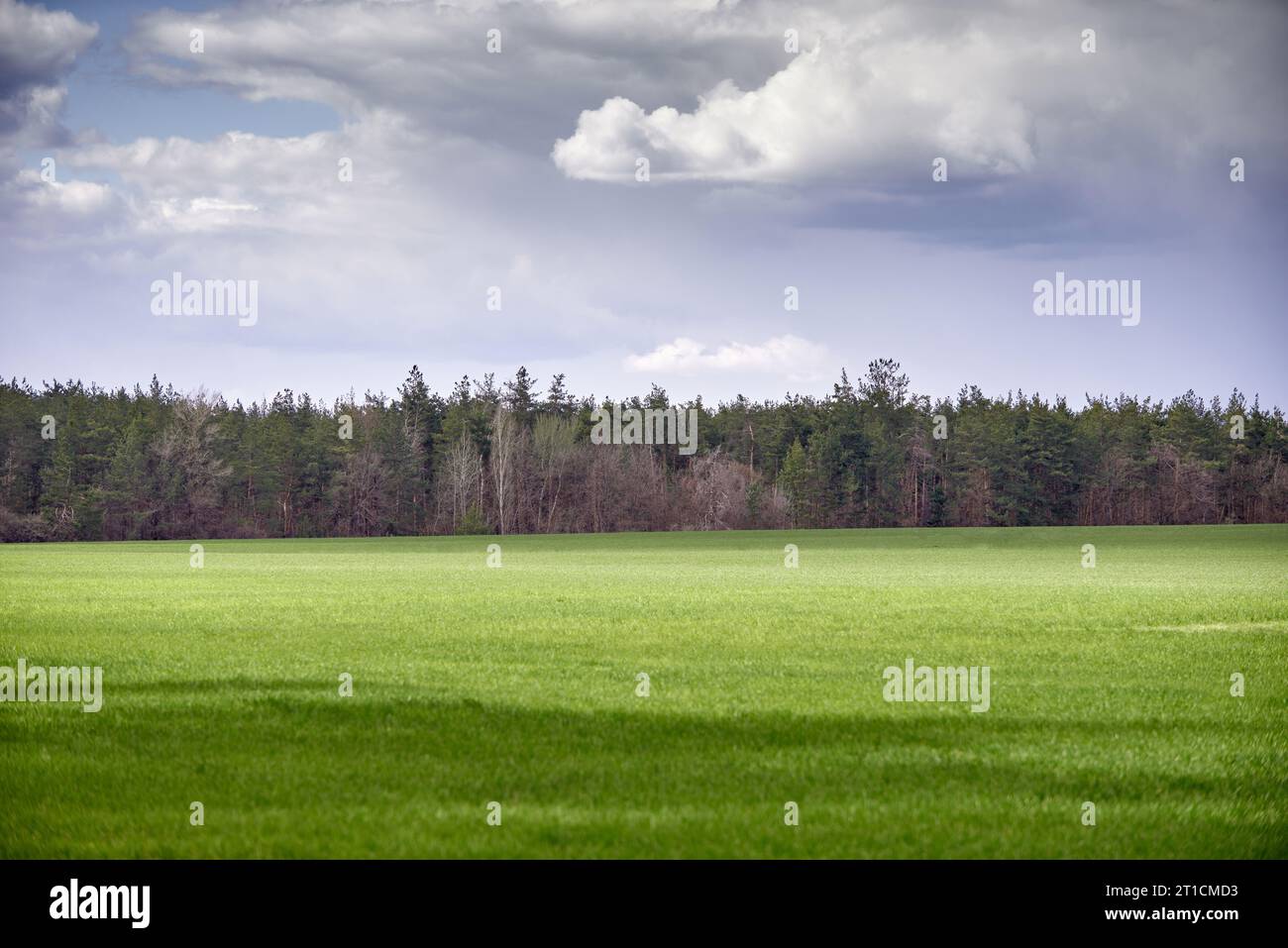 Green meadow and blue sky with forest Stock Photo - Alamy