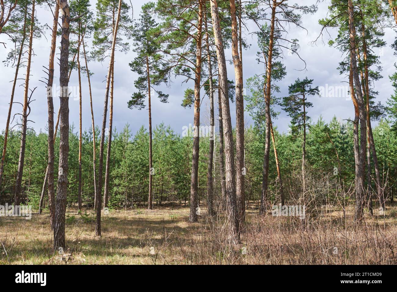 pine forest under deep blue sky Stock Photo - Alamy