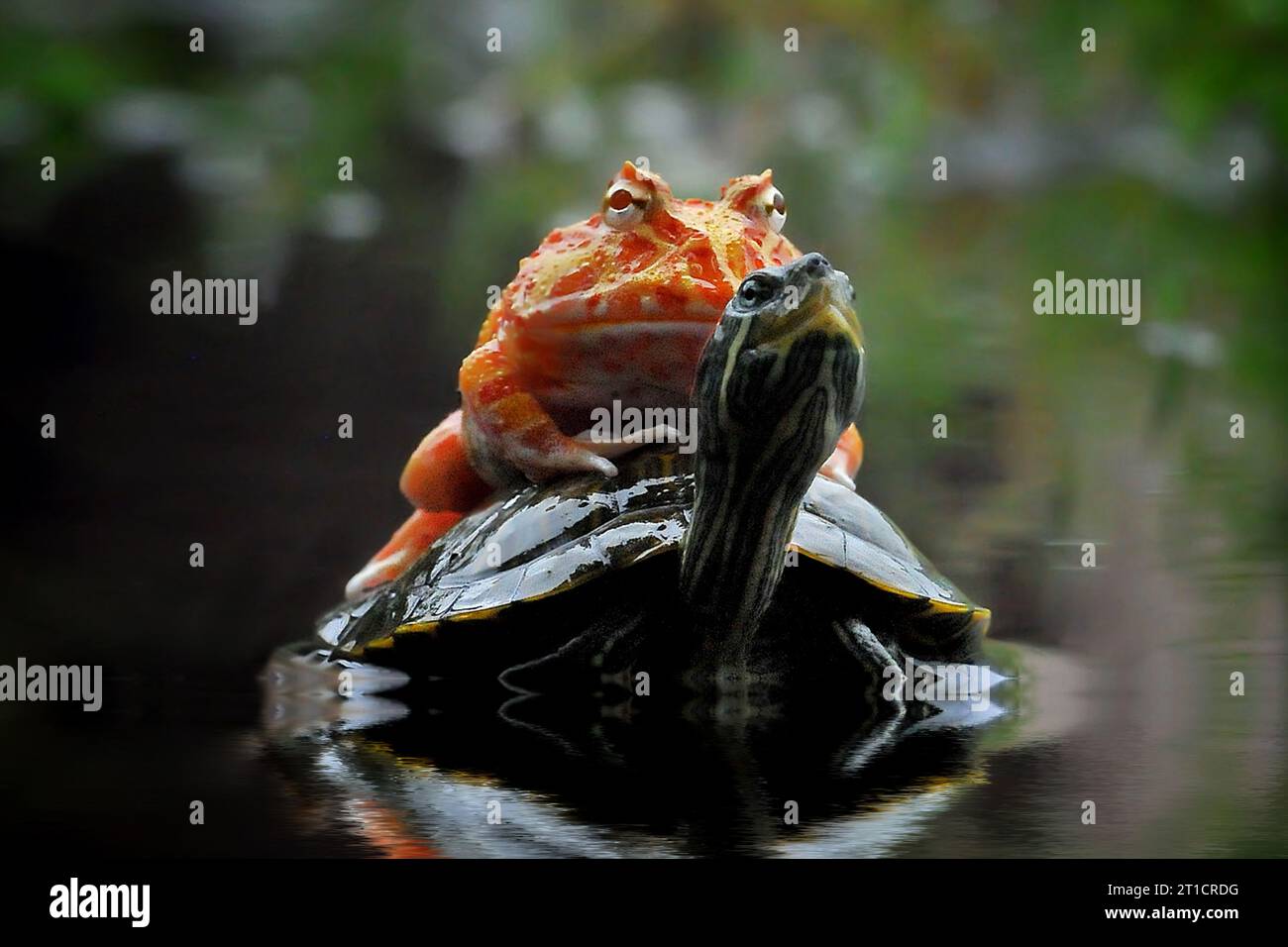 Turtle Frof Frog sailing on a turtle INDONESIA THESE ADORABLE images of a Pacman ...