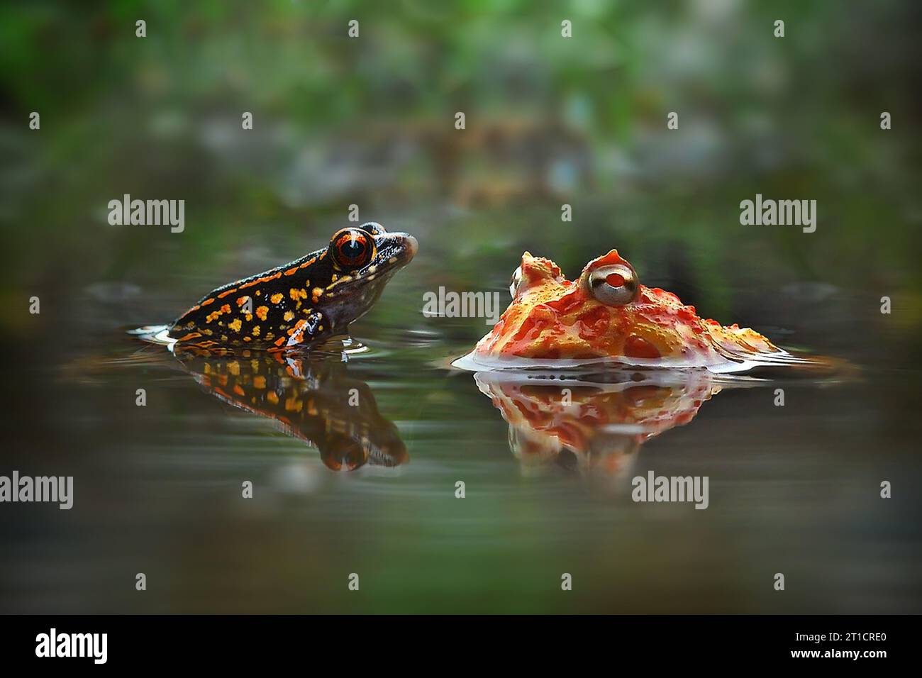Pacman frog having discussions with another frog INDONESIA THESE ...