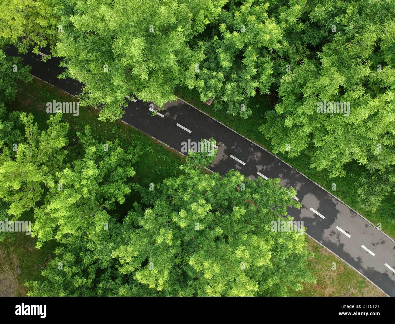 Road through the green forest Stock Photo - Alamy