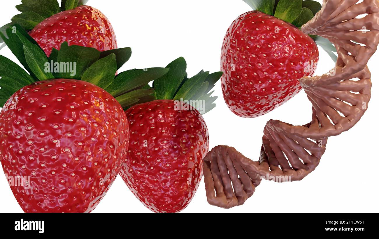 Ripe strawberry and DNA helix. Genetically Modified Strawberries 3d rendering Stock Photo