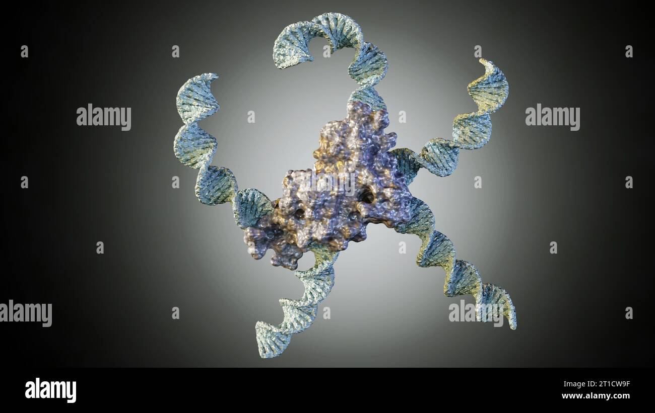 DNA or nucleic acid and protein conjugate as a building blocks for programmable nanoassemblies