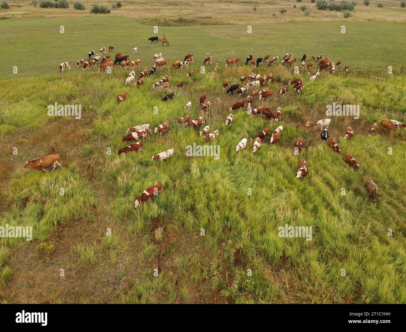 Aerial cattle grazing organic hi-res stock photography and images - Alamy