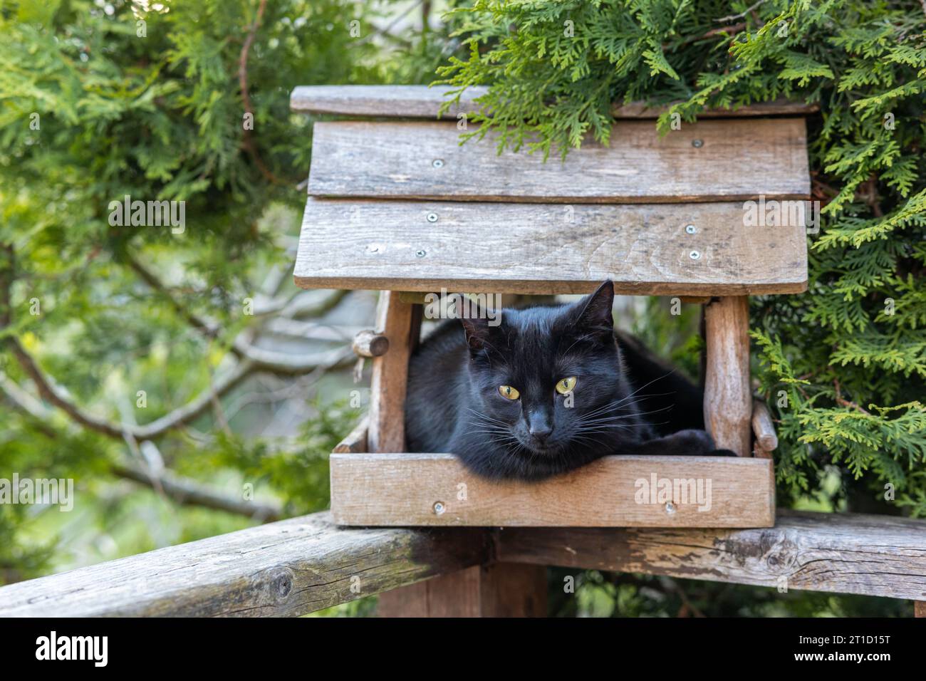 im Vogelhaus sitzende schwarze  Katze Vogeljagd Stock Photo