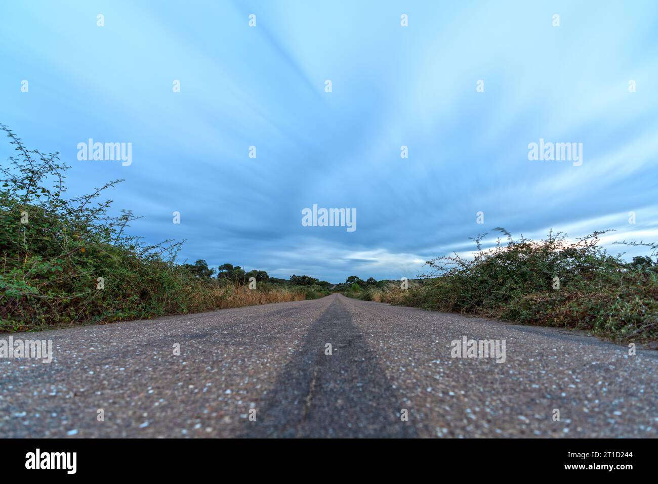 Asphalt road lonely tree hi-res stock photography and images - Alamy
