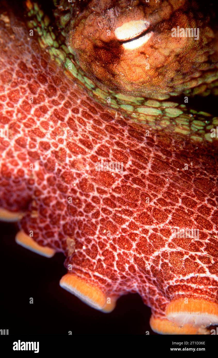 Octopus eye close up hi-res stock photography and images - Alamy