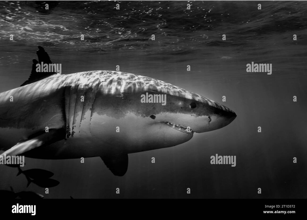 Great white shark side view hi-res stock photography and images - Alamy