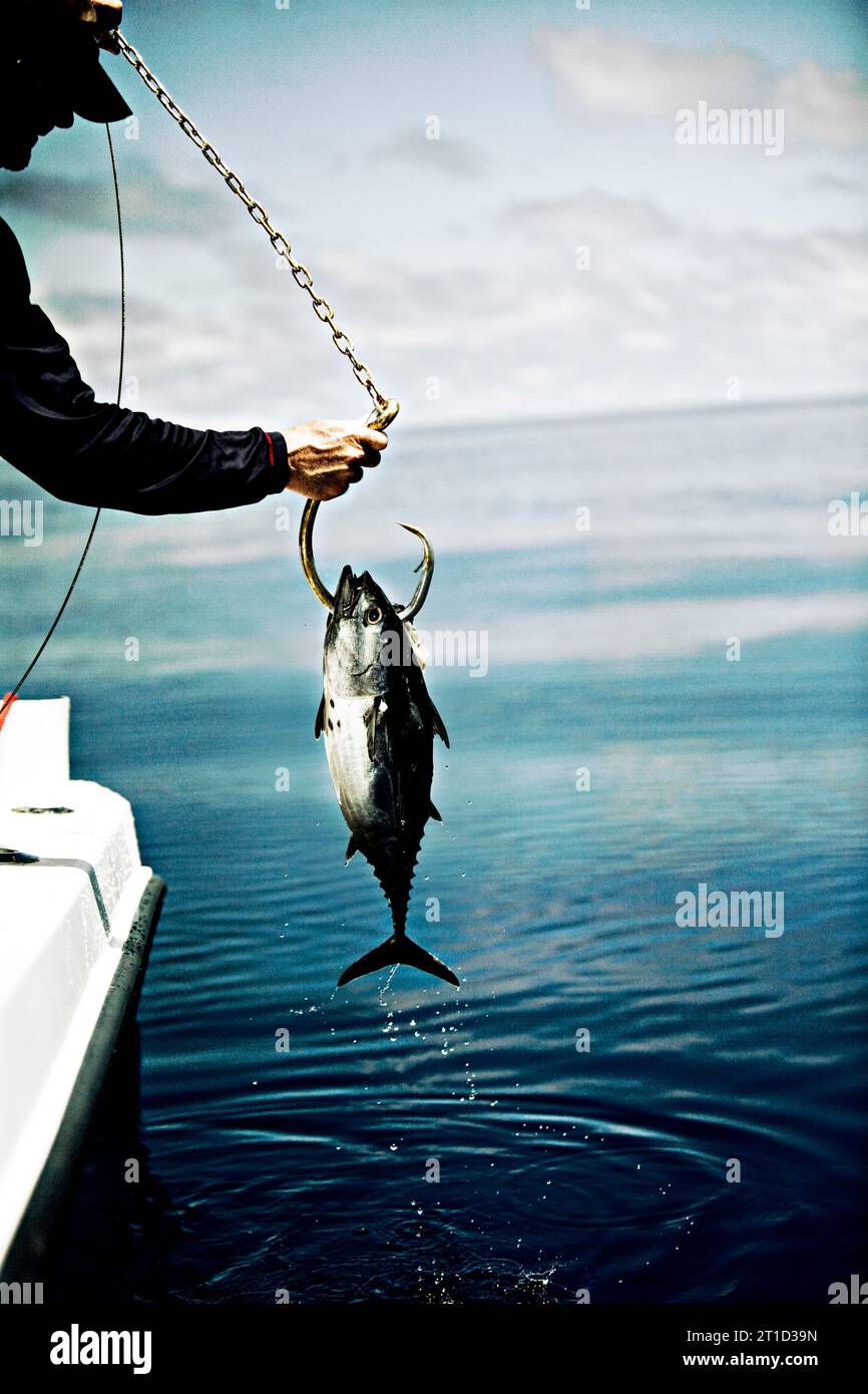 fish attached to hook fisherman holding white shark hook with bait fish attached Stock Photo