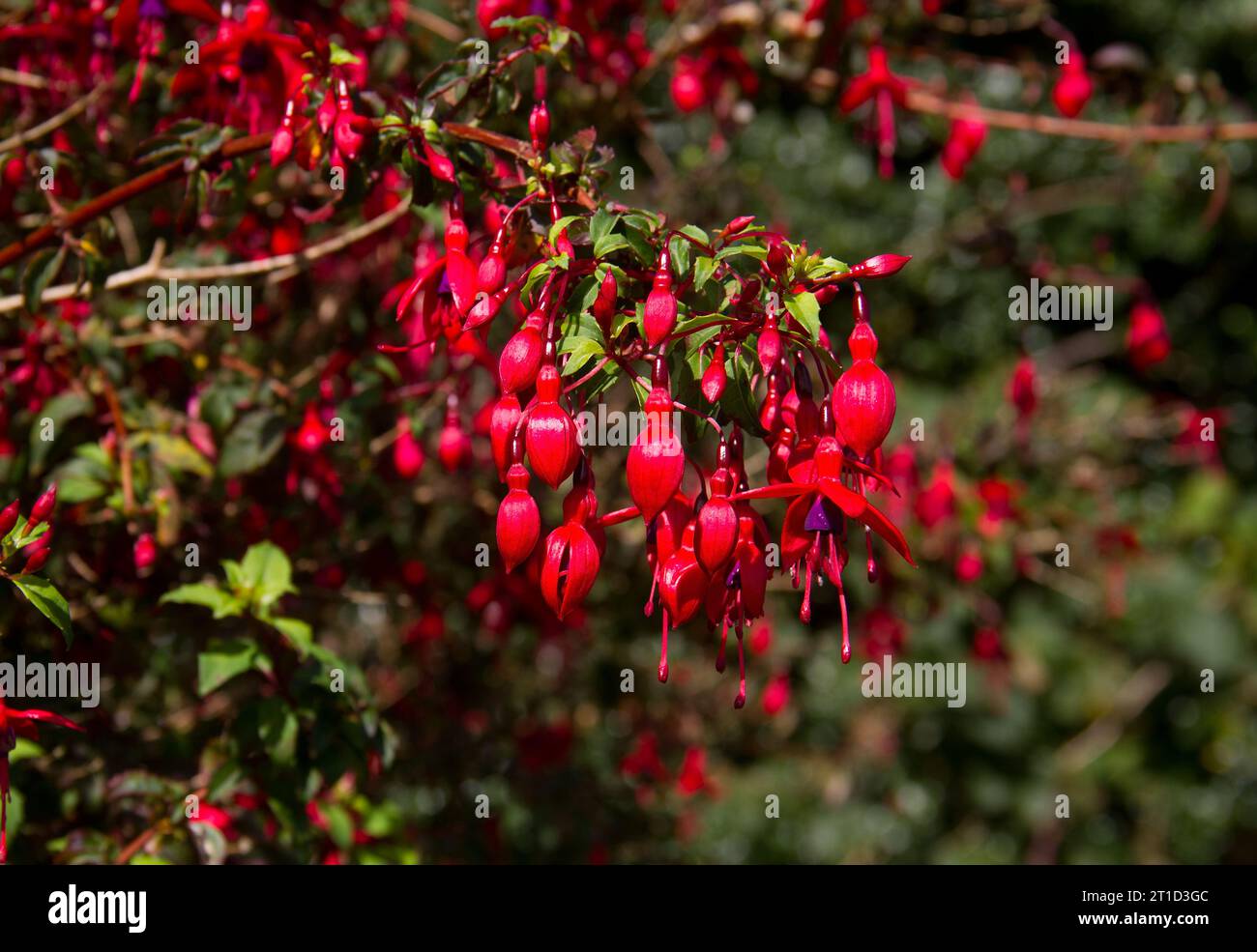 Red Fuchsia in a hedgerow, Ireland Stock Photo
