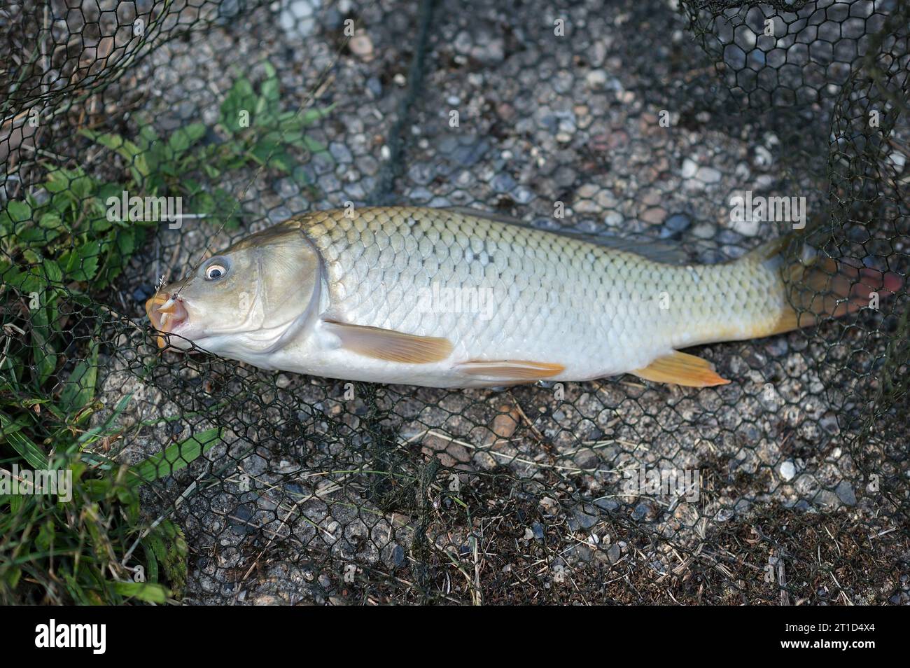 Carp fishing on the river bank. Close-up of freshwater fish. Stock Photo