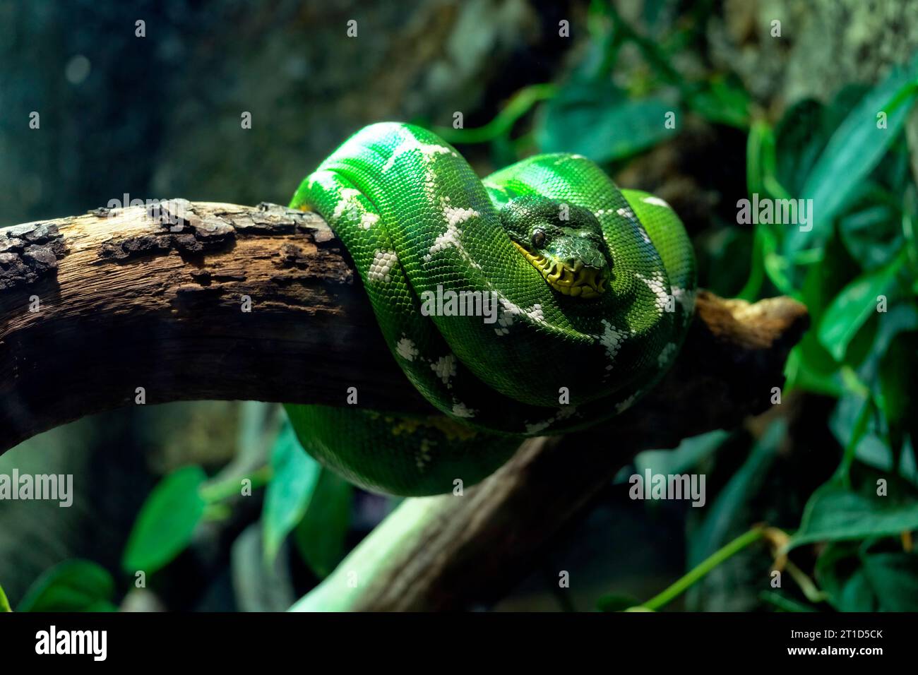 Close-up of an Emerald Tree Boa curled up on a branch. Chester Zoo Stock Photo