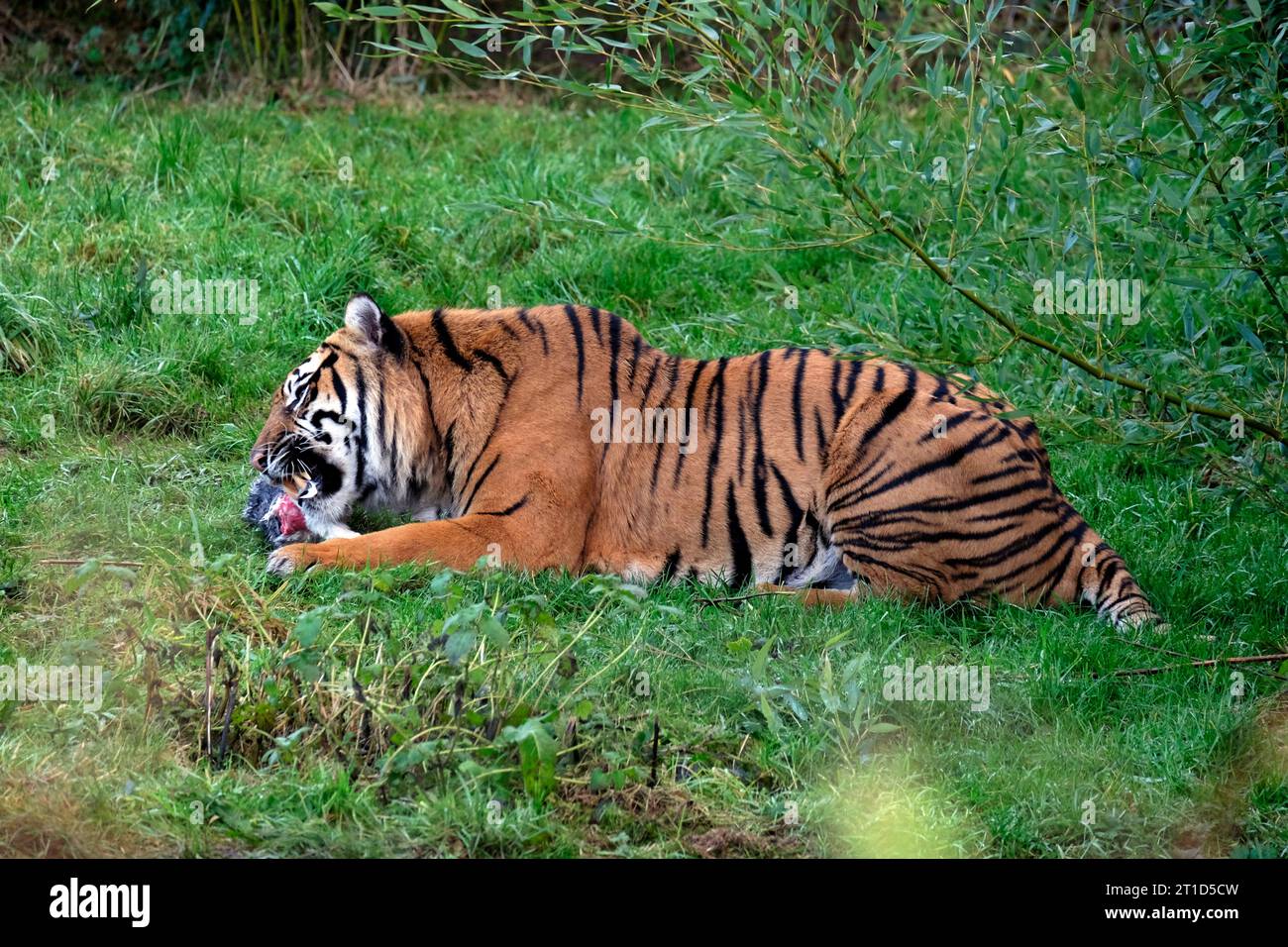 Sumatran tiger eating raw meat, Chester Zoo, UK Stock Photo - Alamy