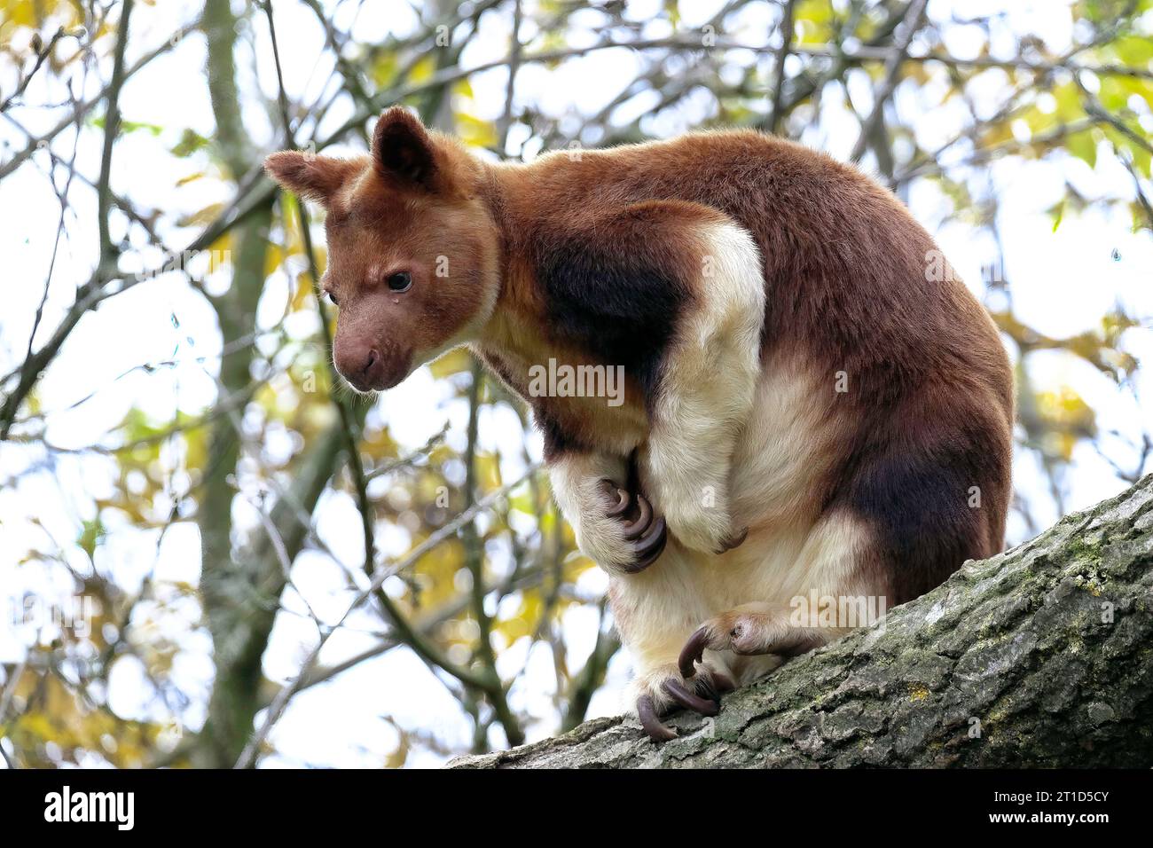Goodfellow’s tree kangaroo hi-res stock photography and images - Alamy