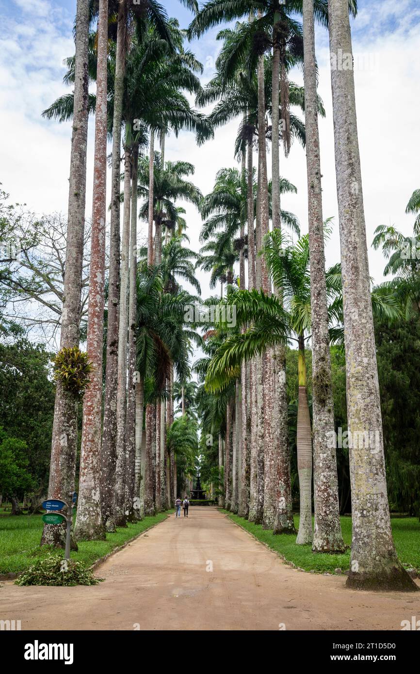 Beautiful view to alley of Imperial Palm Trees in the Botanical Garden Stock Photo