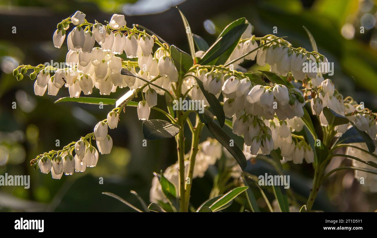 Creamy white racemes of blossom on branches of Australian  Blue Quandong tree, Elaeocarpus angustifolius. Tiny flowers of  Queensland rainforest. Stock Photo