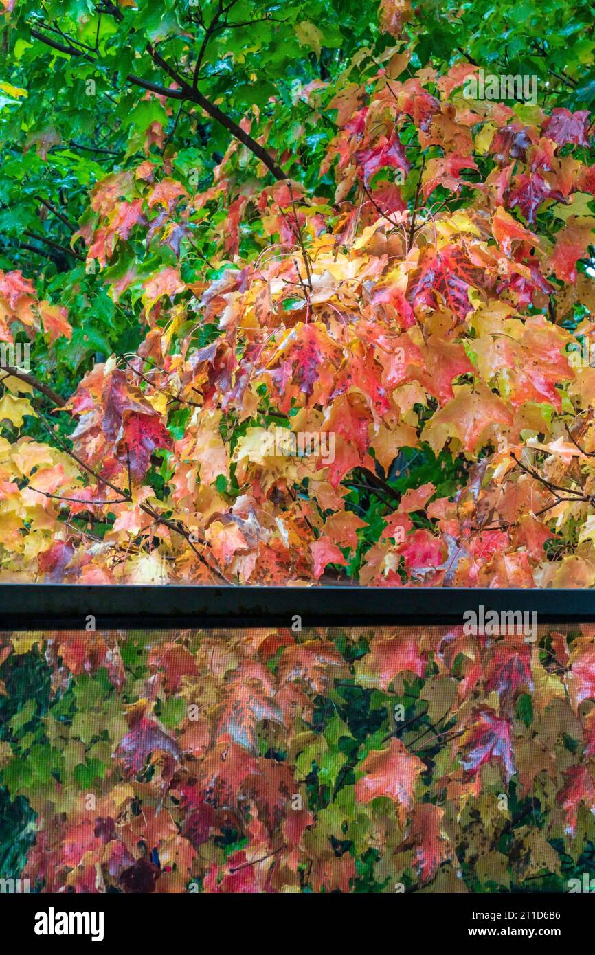 Fall Foliage - through window Stock Photo - Alamy