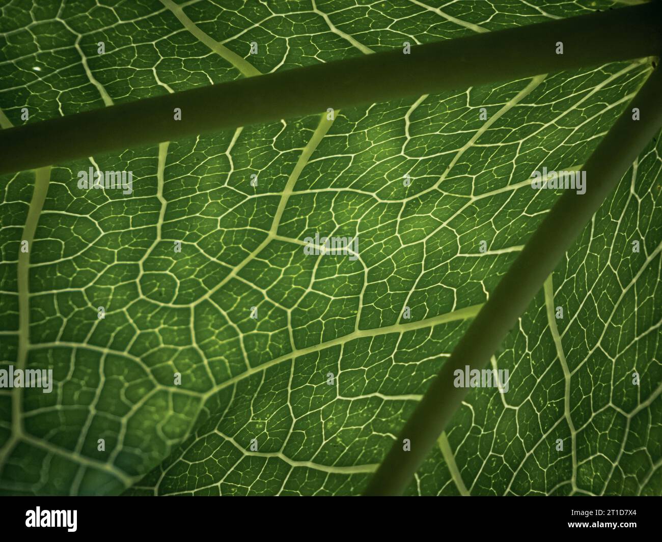 Backlit green leaf vein texture photosynthesis closeup shot Stock Photo