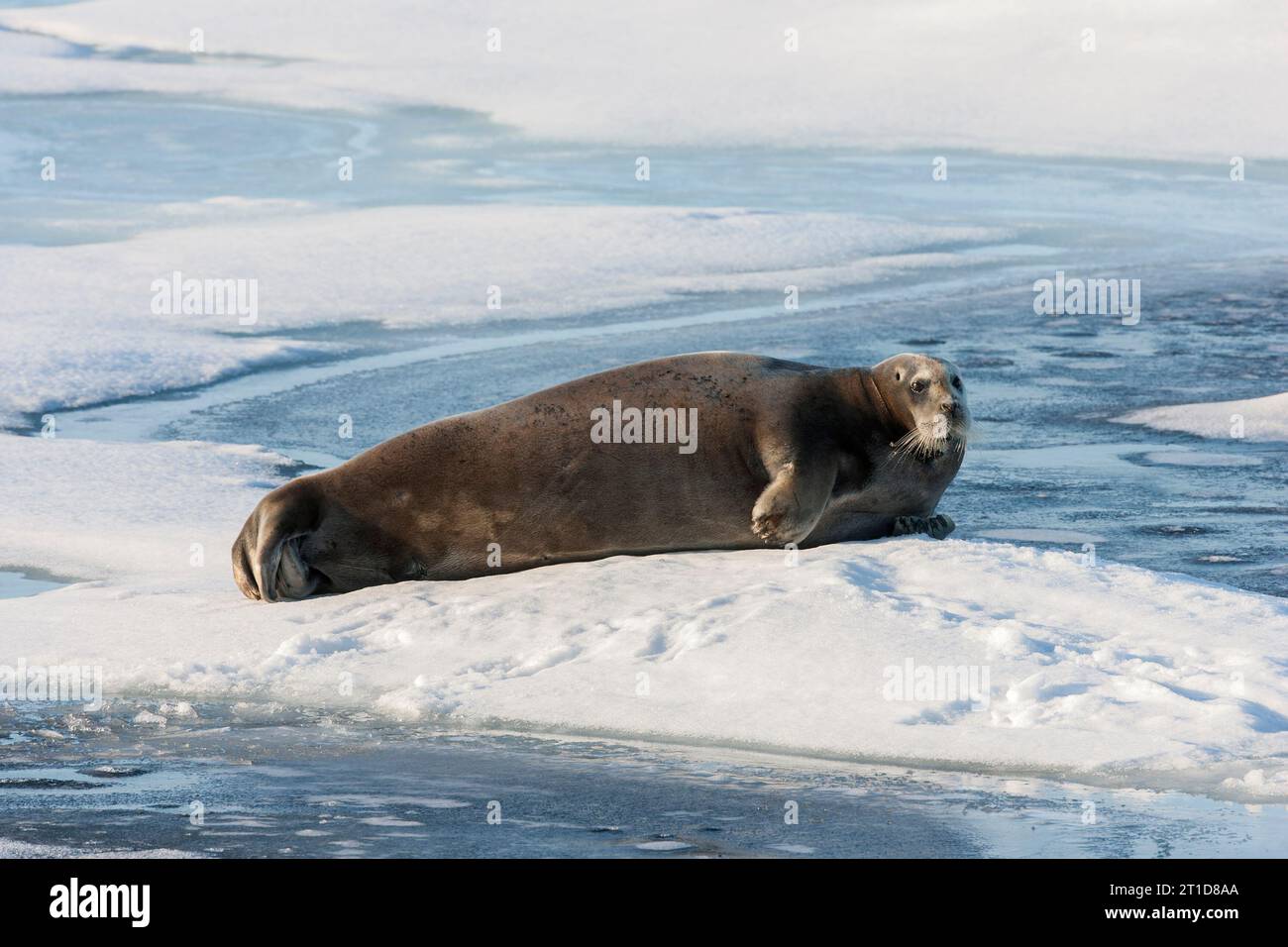 bearded seal, Erignathus barbatus, single adult resting on ice, Arctic Svalbard, Spitzbergen, Norway Stock Photo