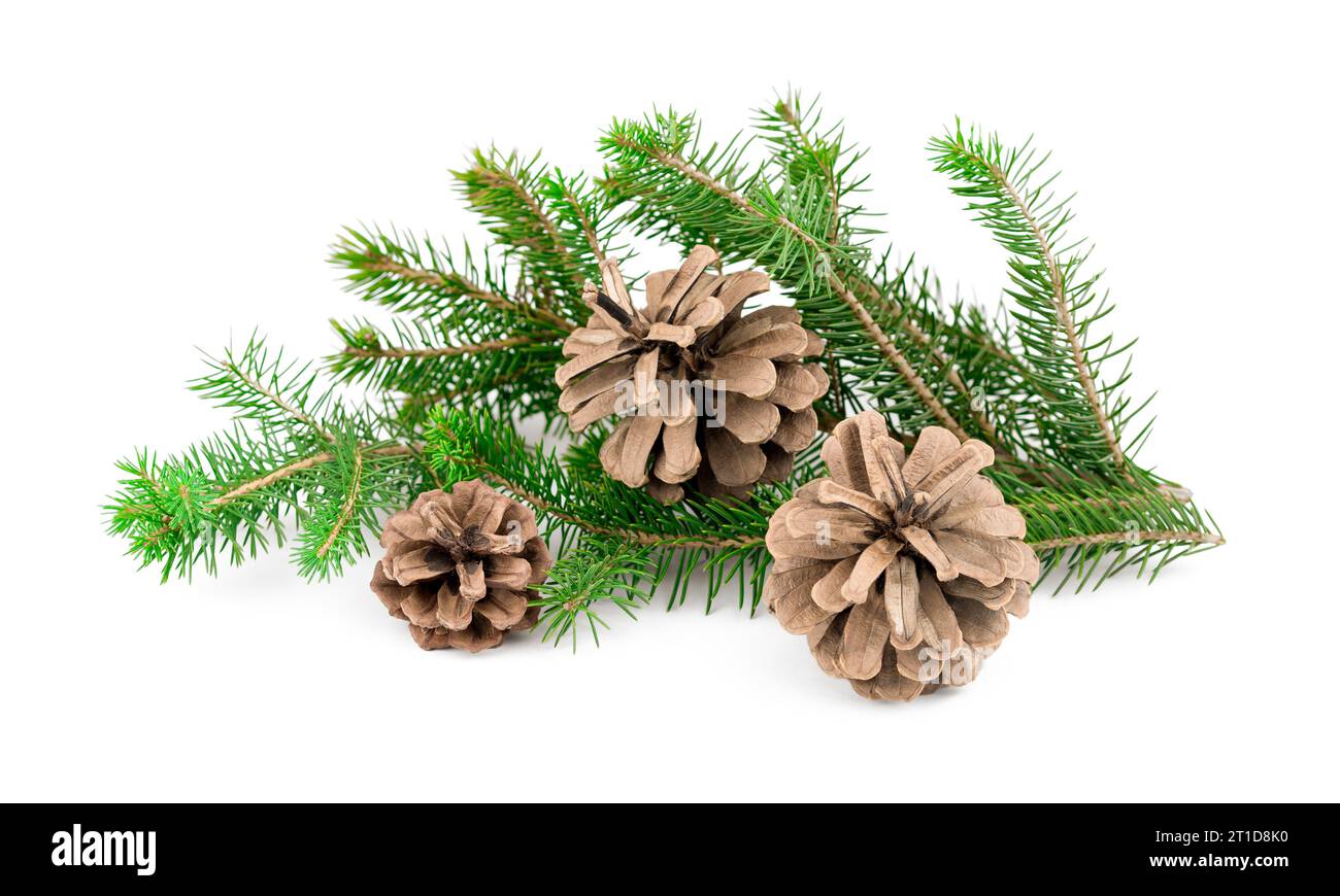 Pine cone on branch isolated on a white background Stock Photo - Alamy